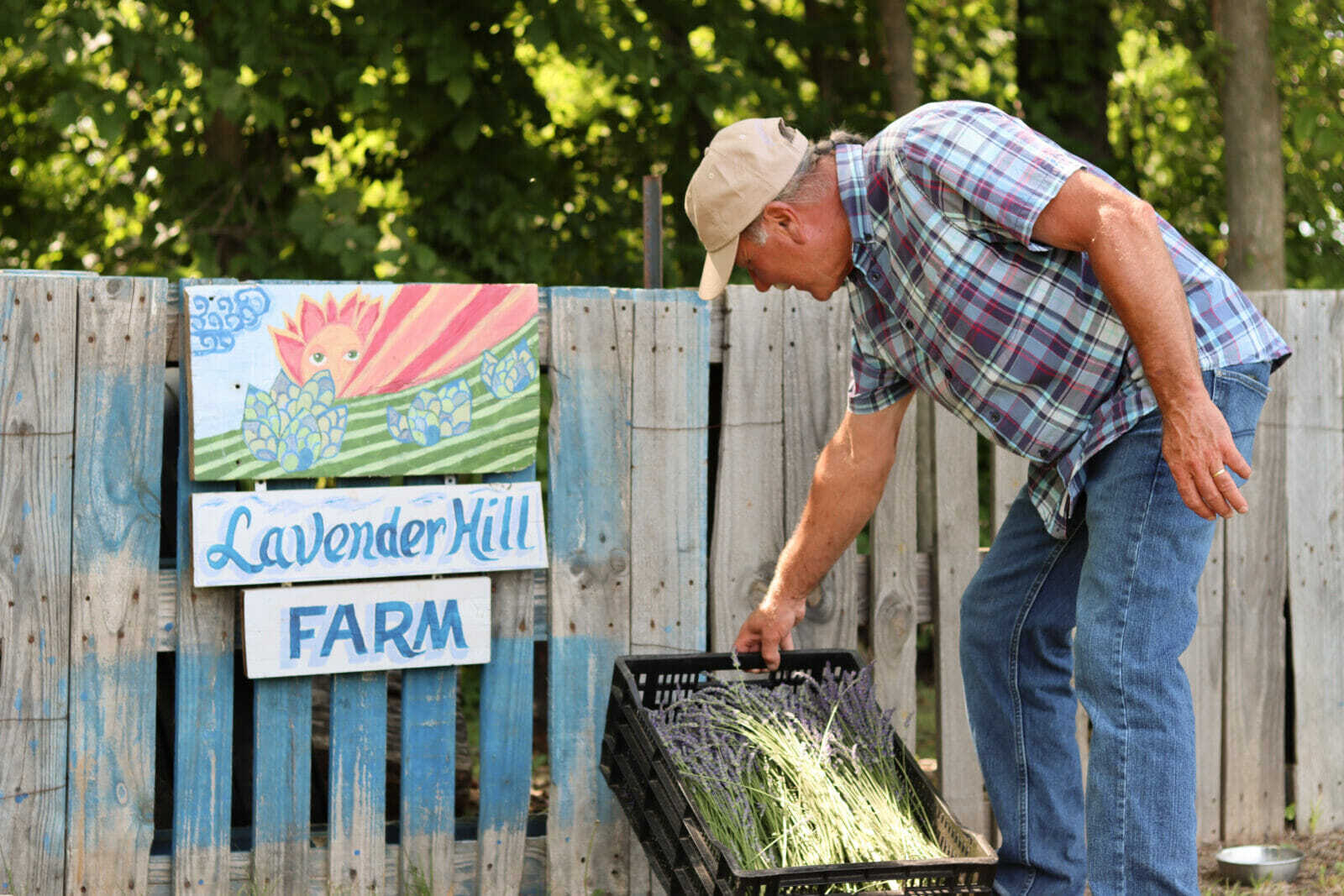 an older man in a cap, jeans and a plaid shirt props a basket of lavender up against a fence. on the fence, a sign reads "Lavender Hill Farm"