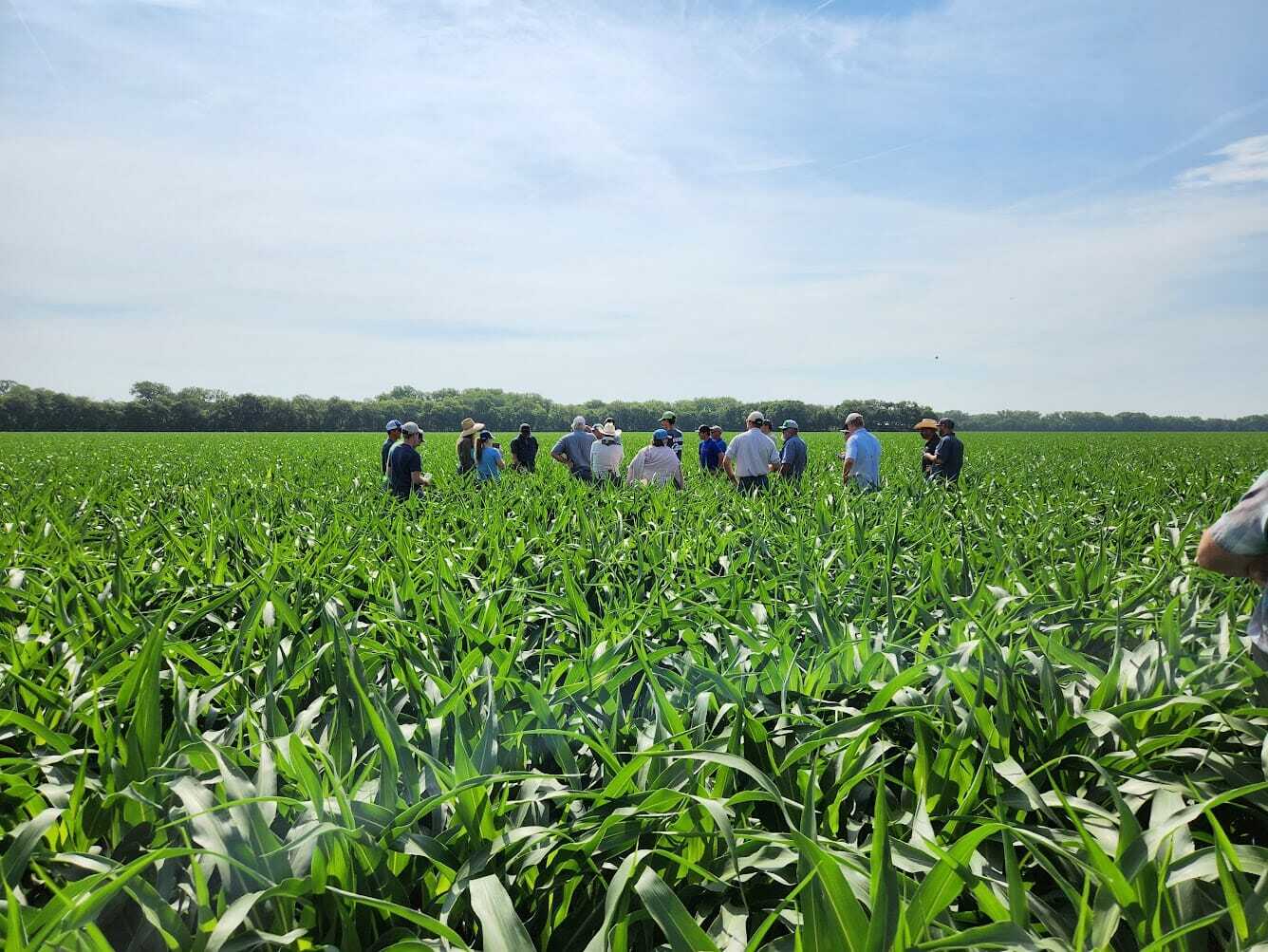 a group of farmers stand in the middle of a corn field.