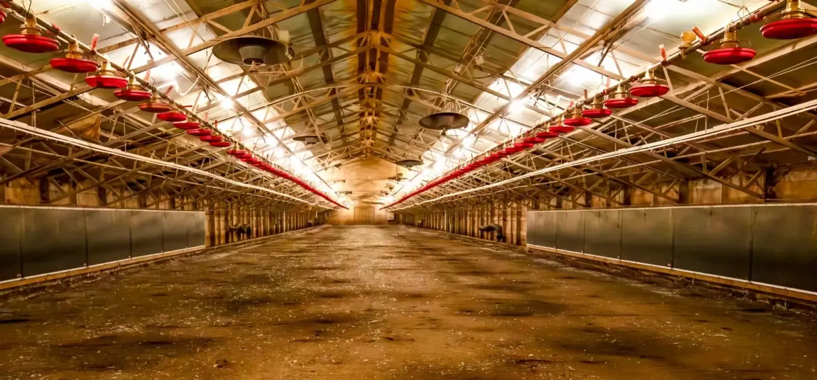 Timothy Bundren's chicken barns are all standing empty since Tyson canceled his growing contract last year.