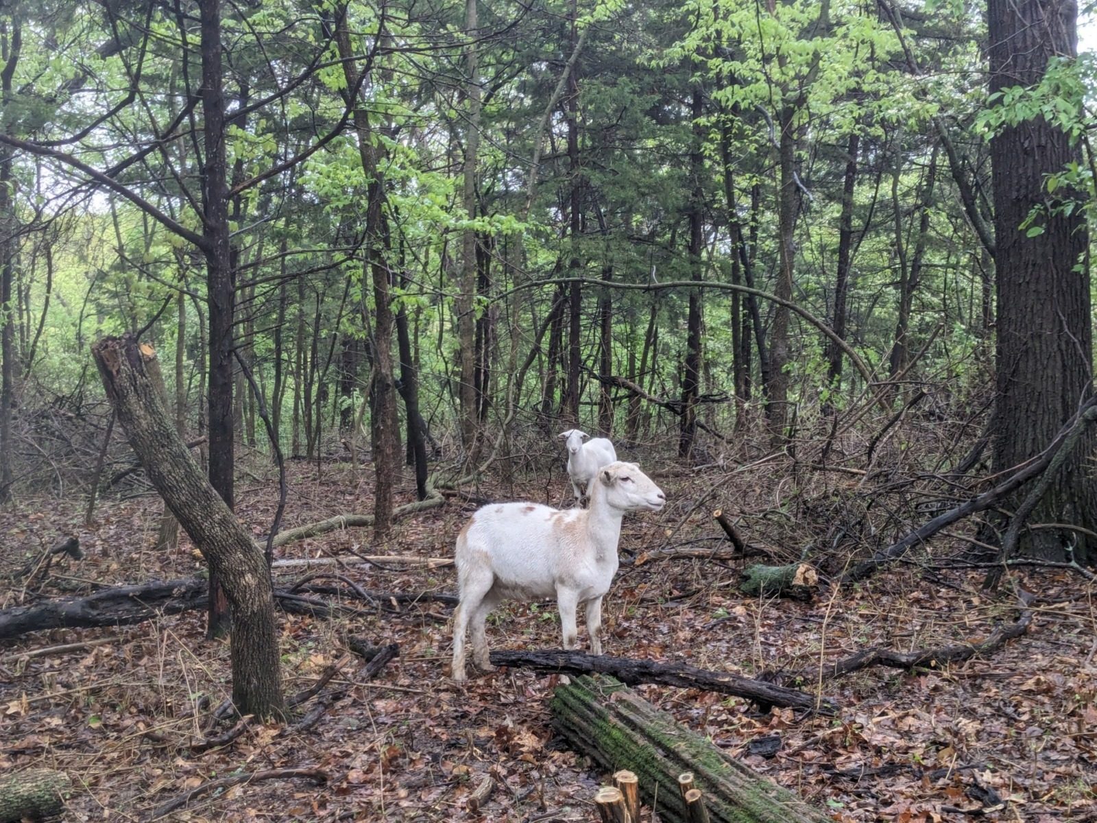 A photo of a sheep in the woods. The sheep is in the center of the photo, looking to the right. It is white with brown spots. There is a white sheep a few feet behind it. The foreground is bare and covered in dead leaves. The background is green and leafy.
