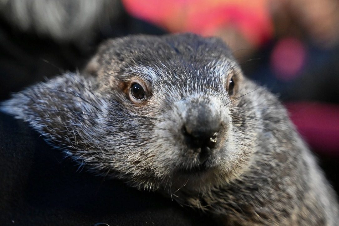 The famed weather predictor Punxsutawney Phil saw his shadow this morning, which means we could see six more weeks of winter, at least according to Groundhog Day lore. This was the fifth time in the last six years that Phil has seen his shadow, according to The Weather Channel, and the 20th time since 2000. Thankfully, in our neck of the woods, temperatures are going make it feel like spring. (Facebook)