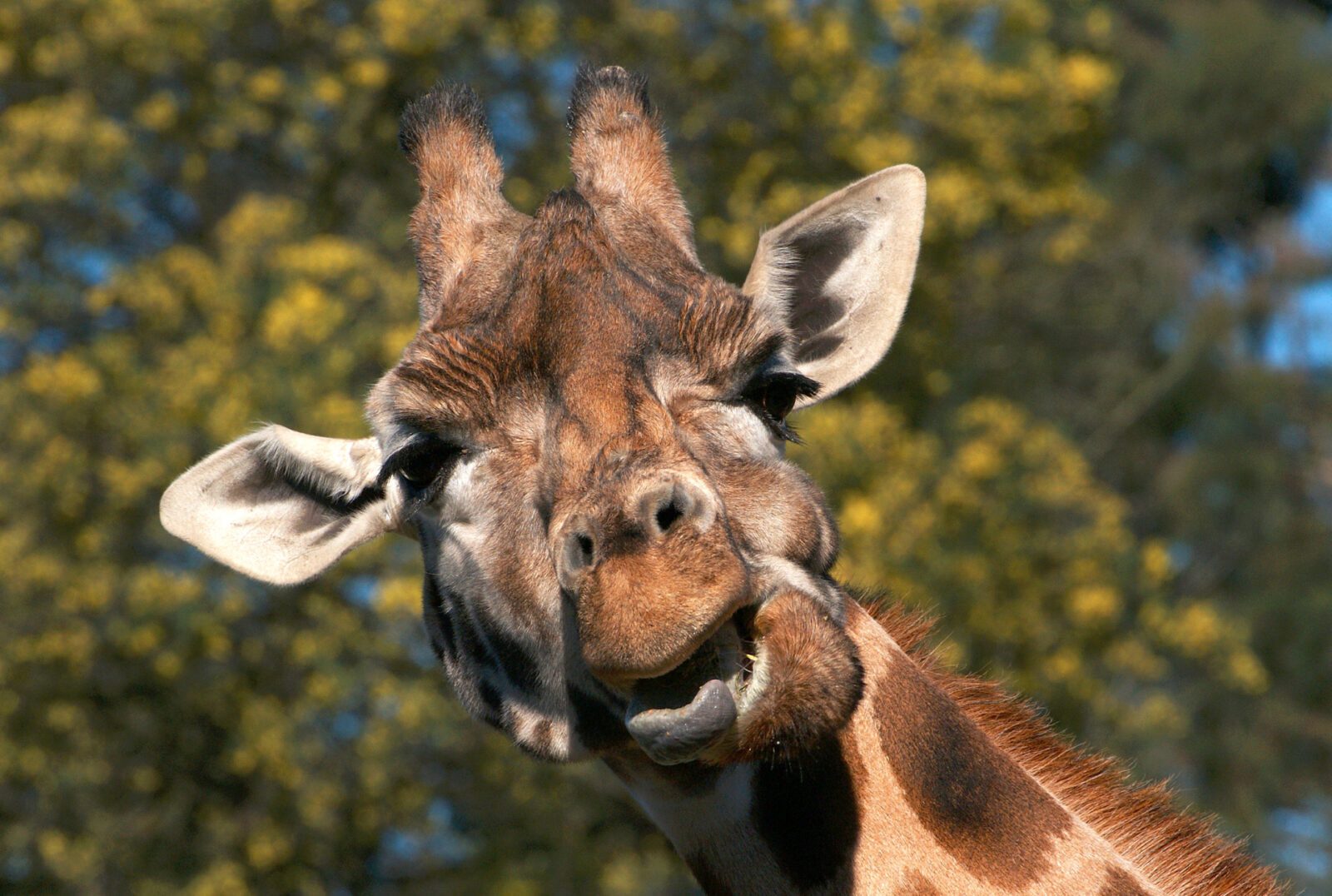 A new exhibit at the Kansas City Zoo is allowing visitors to come "nose to nose" with its long-necked residents. (Wikimedia Commons)
