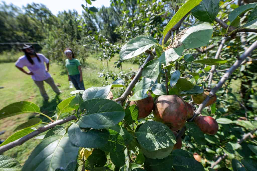 Darrian Davis and his wife, Nicolette Paige-Davis, are the caretakers and community organizers behind Kansas City Urban Farm Co-Op. Located in the heart of Swope Park, it features more than 100 fruit trees. (Todd Feeback | Flatland)
