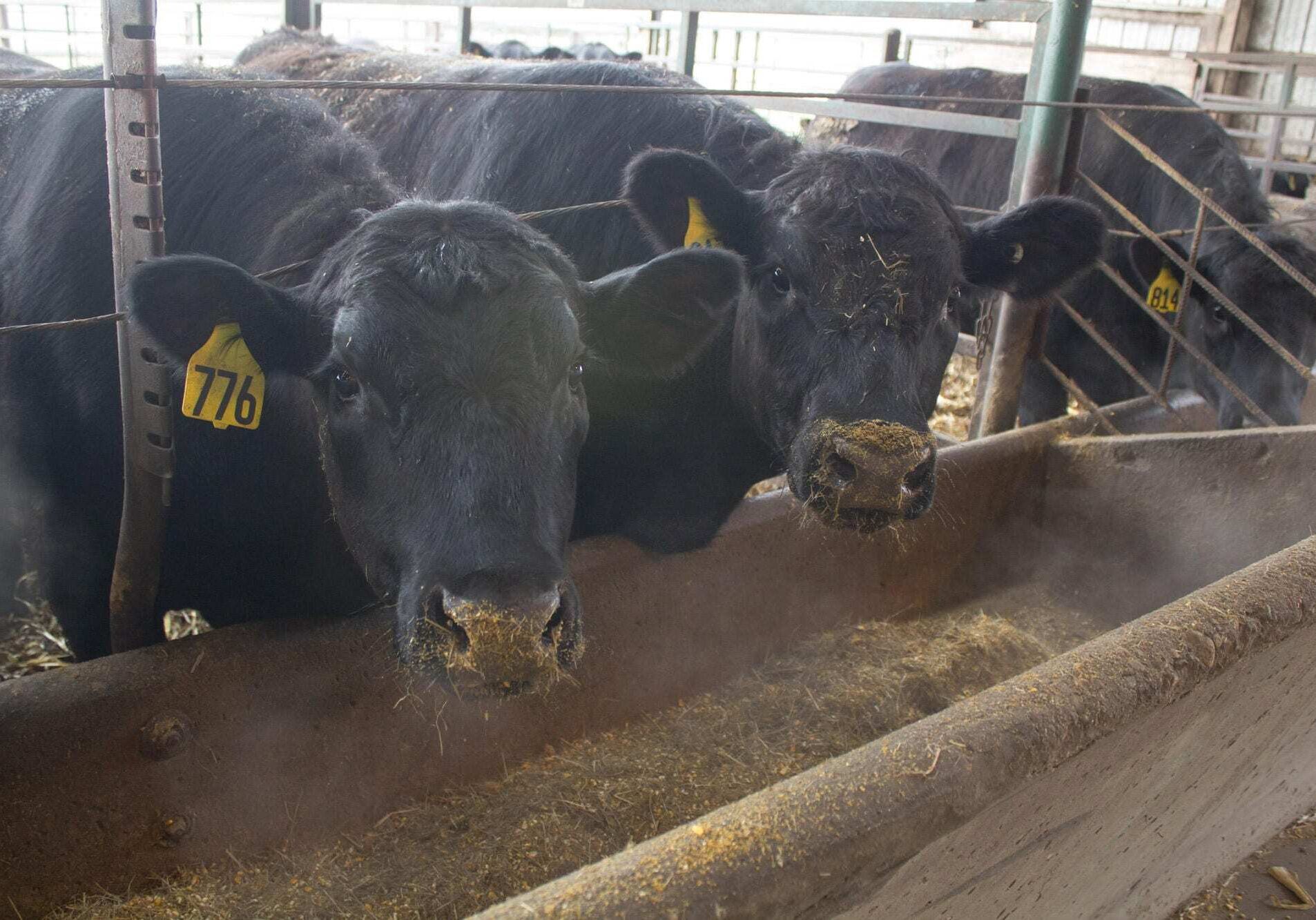 cows eating feed