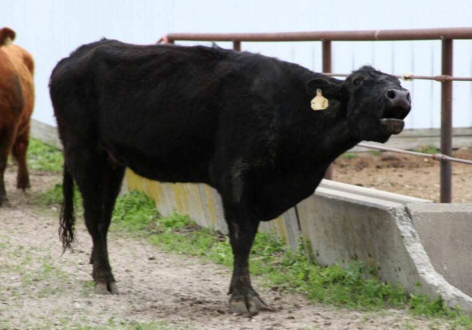 A cow mooing