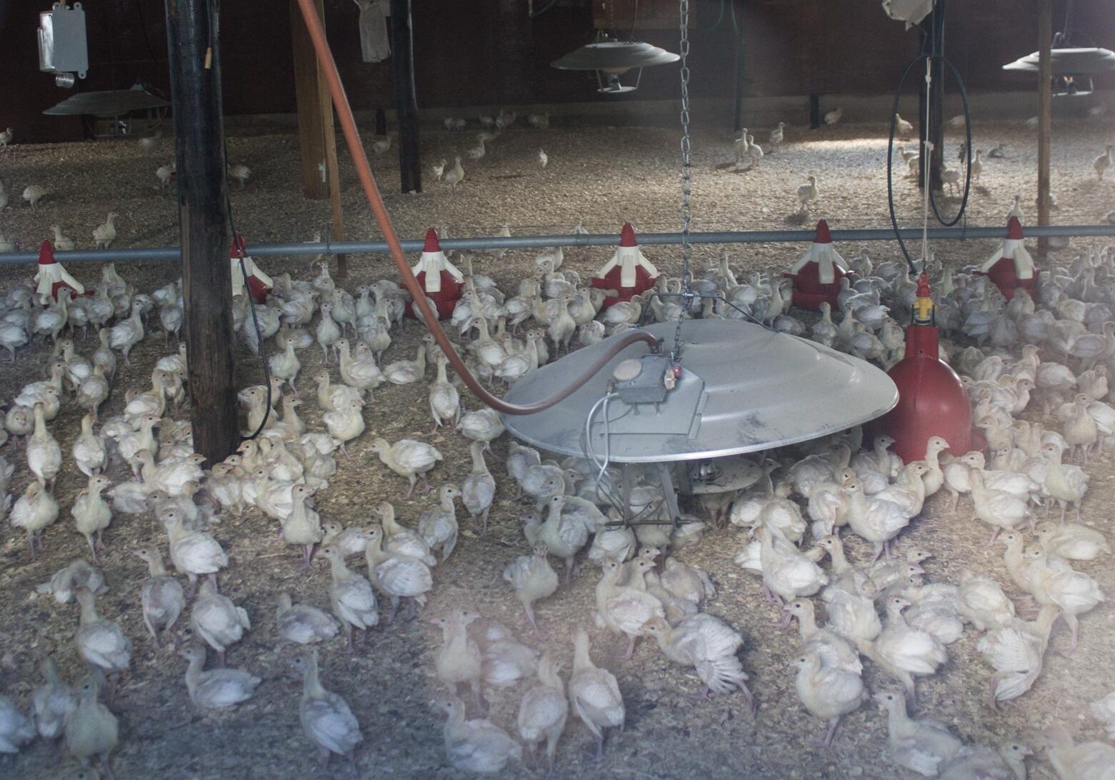 This batch of young turkeys is among the first birds returned to an avian-flu infected farm in northwest Iowa. (Photo: Amy Mayer | Harvest Public Media)