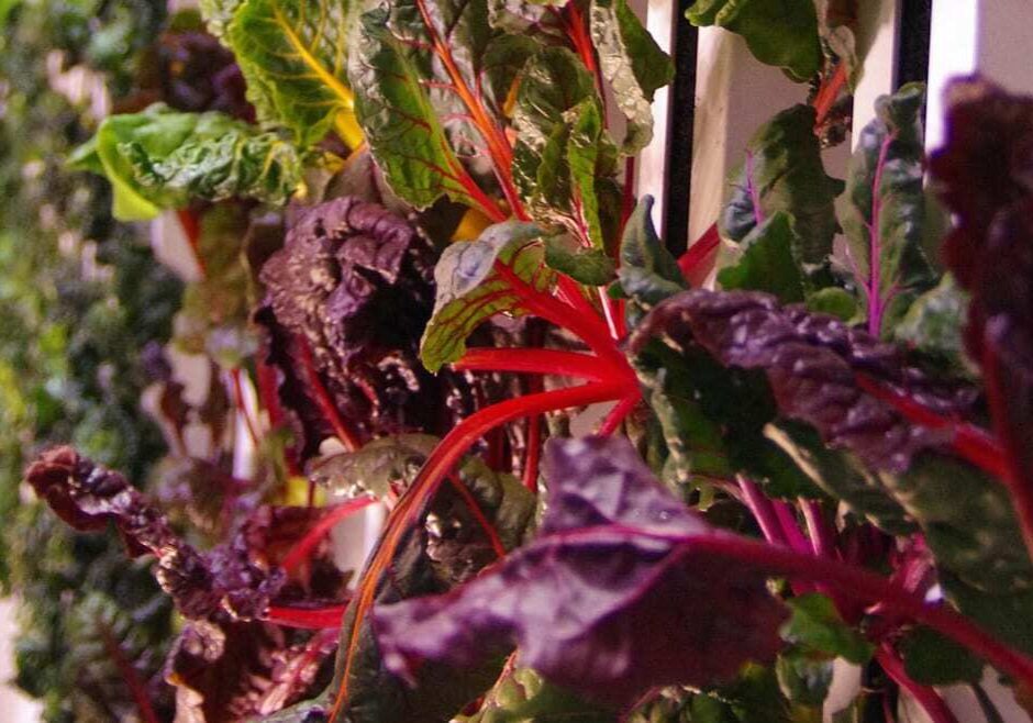 Chard grows in vertical racks under LEDs at the Bright Agrotech warehouse in Laramie, Wyoming. (Stephanie Joyce | Harvest Public Media) 