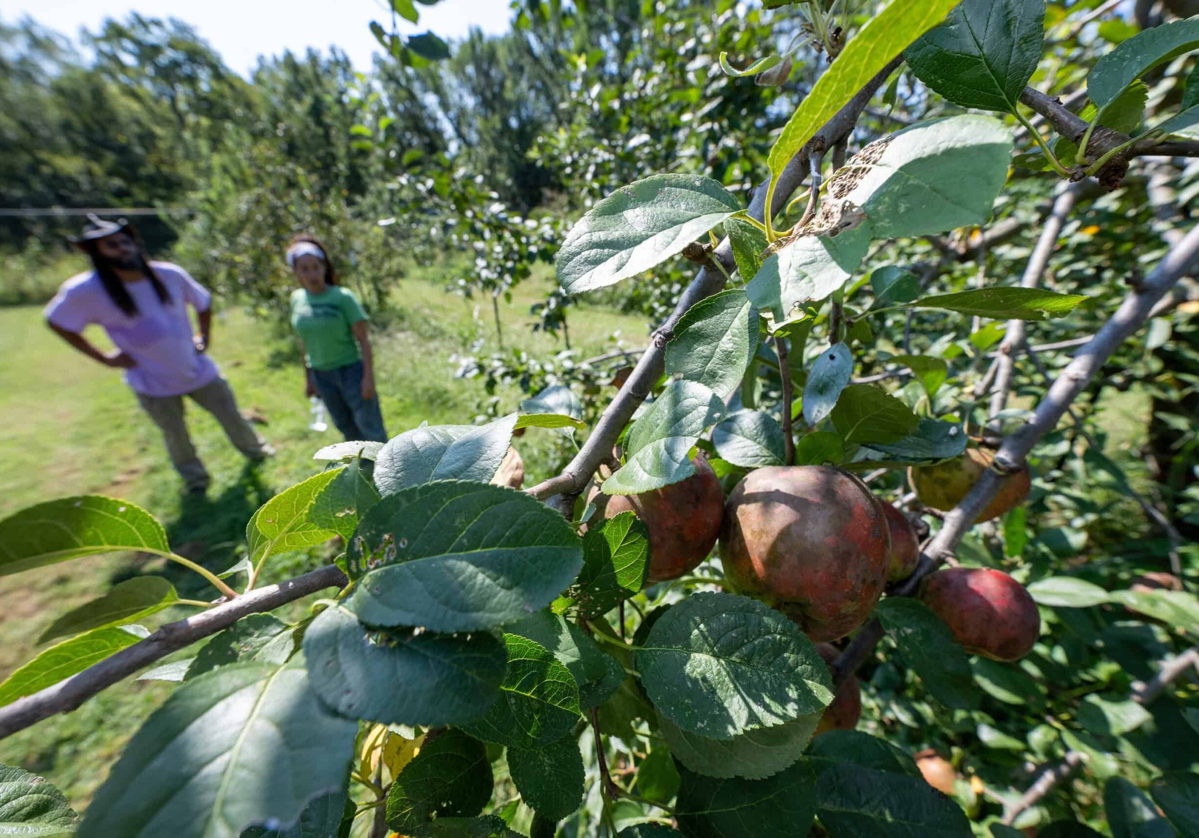 Darrian Davis and his wife, Nicolette Paige-Davis, are the caretakers and community organizers behind Kansas City Urban Farm Co-Op. Located in the heart of Swope Park, it features more than 100 fruit trees. (Todd Feeback | Flatland)