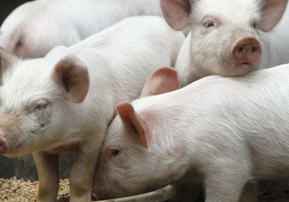 Piglets eat from a trough at a farm in Vermont in 2013.