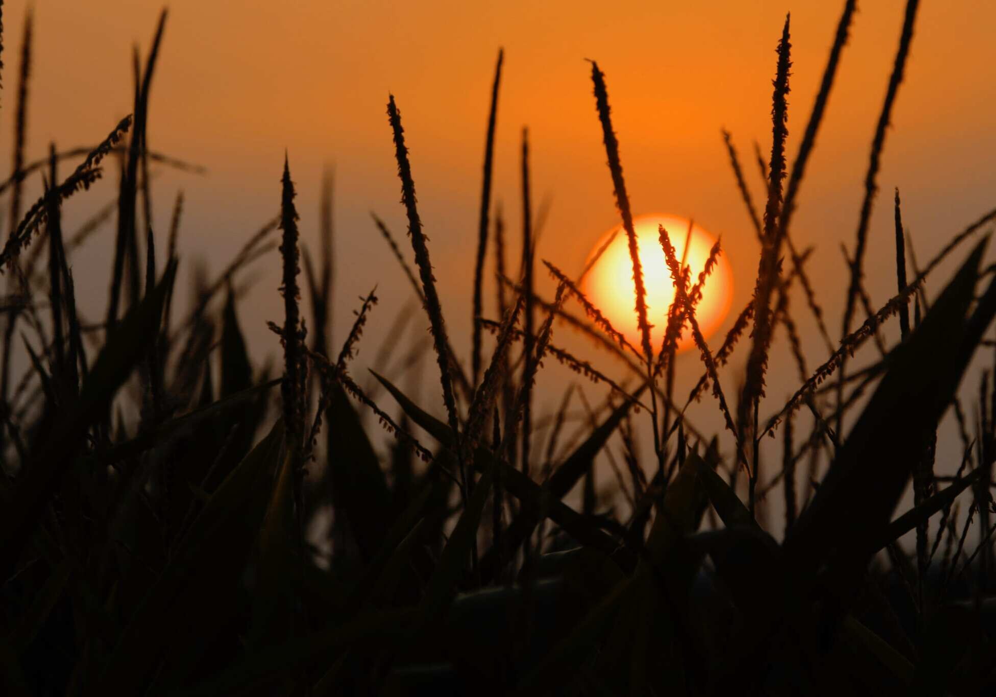In this July 20, 2014 photo, a setting sun silhouettes corn stalks growing in Ashland, Ill. The U.S. Department of Agriculture says Illinois' corn crop is maturing faster than normal and faring well. (AP Photo/Seth Perlman)
