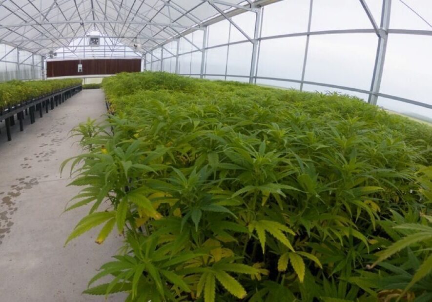 Cannabis plants.
