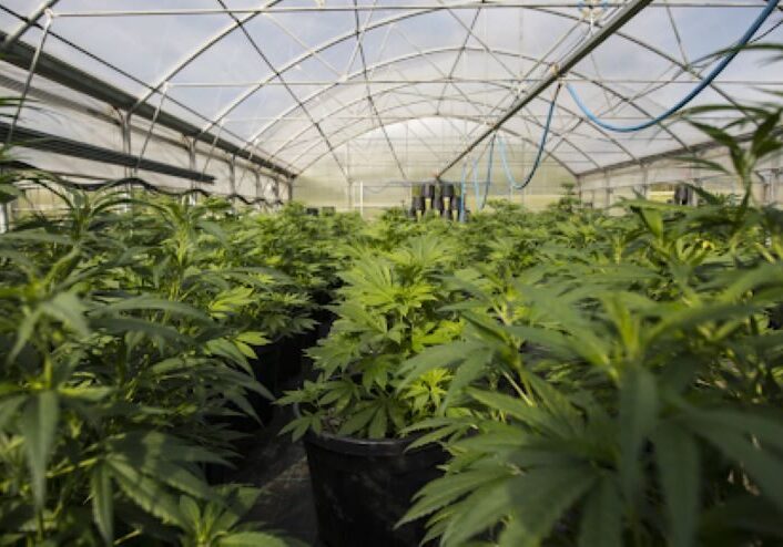 Marijuana plants