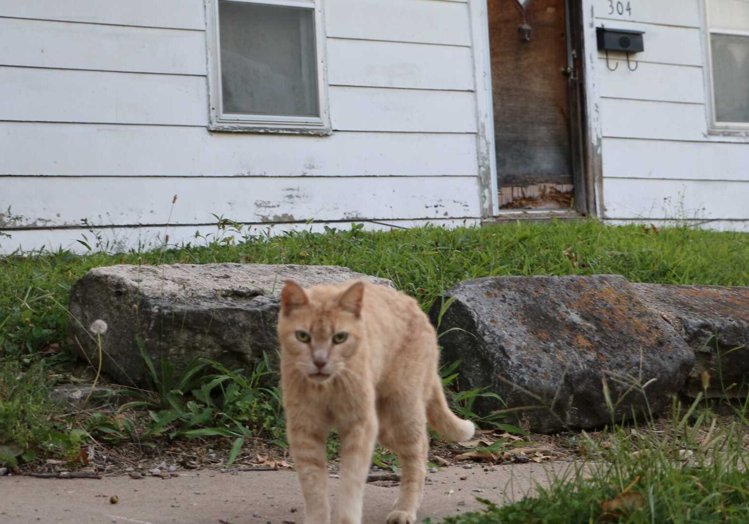 Stray Cat
