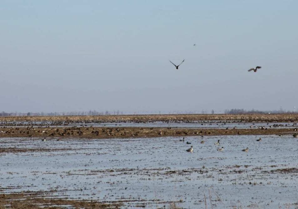 Ducks find a home on Chuck Earnest's rice fields. Earnest hopes to produce more rice for export markets if the Trans Pacific Partnership is signed. (Photo by Kristofor Husted/Harvest Public Media)