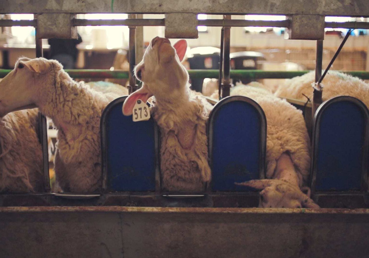 Sheep