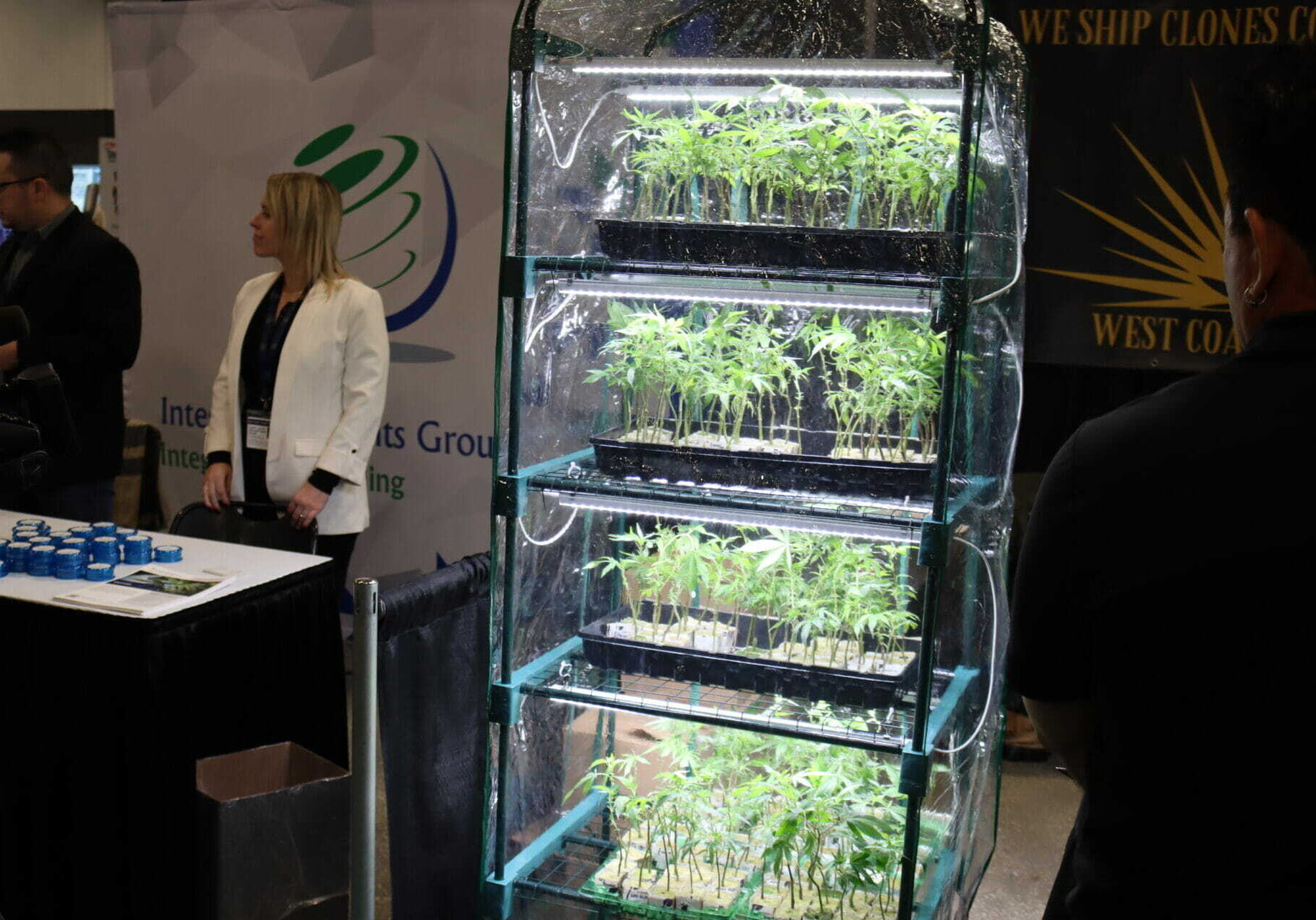 Four rows of cannabis seedlings sit on shelves under a plastic tarp with a grow light.