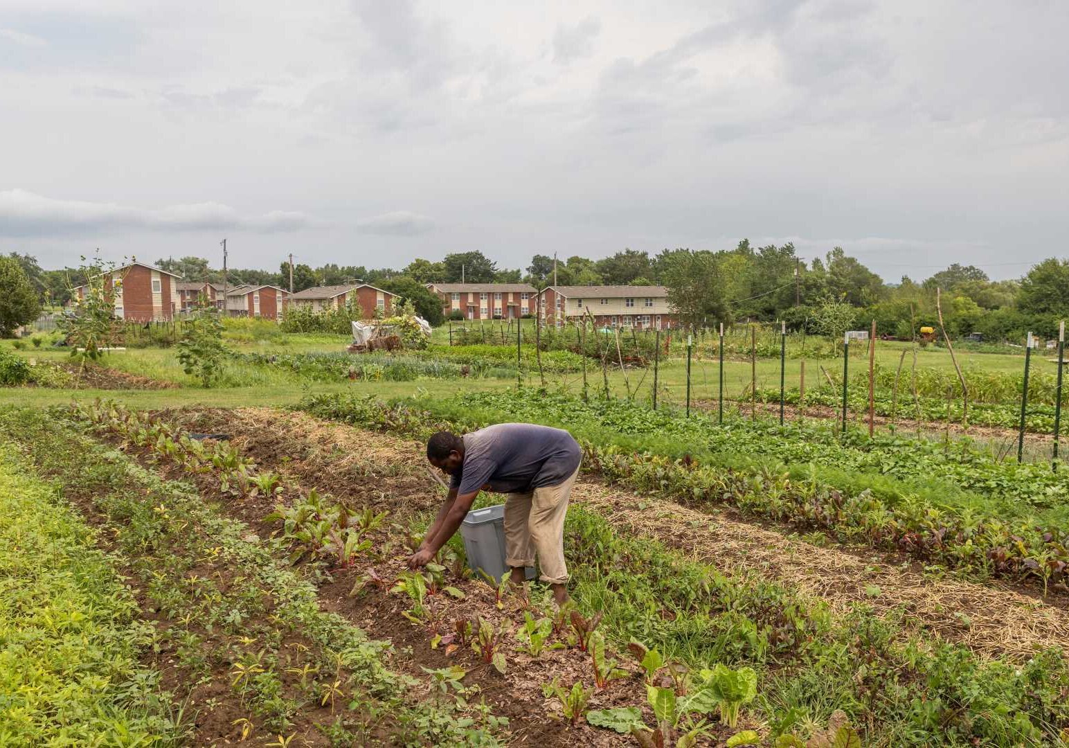 The Juniper Gardens Training Farm in Kansas City, Kansas, helps refugee farmers navigate their first year of growing and selling produce at local farmers markets, a CSA program and a wholesaling operation that caters to restaurants. In the field is Gasalla Musekura, formerly of Congo. (Photo by Jeff Tuttle)