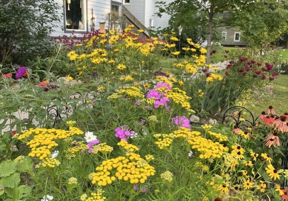 Denise Whitebread Fanning's yard tends to stick out among the rows of yards in Mount Pleasant, Michigan.