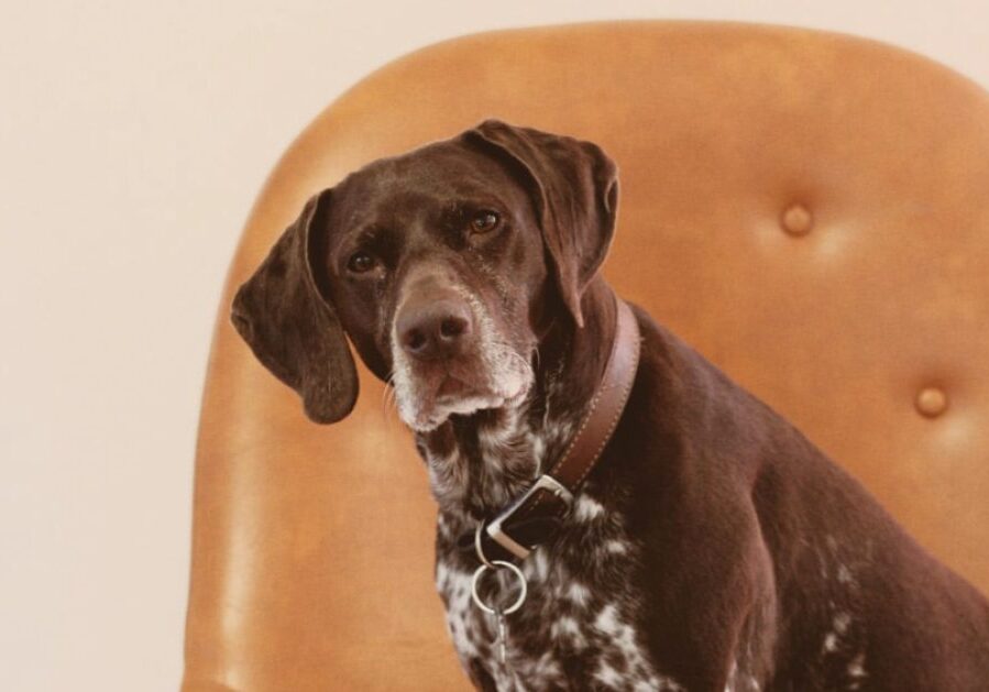 old dog on a chair