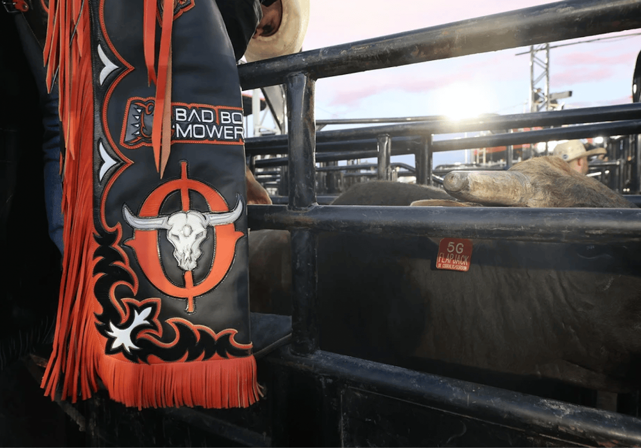 A rider prepares to mount a bull.