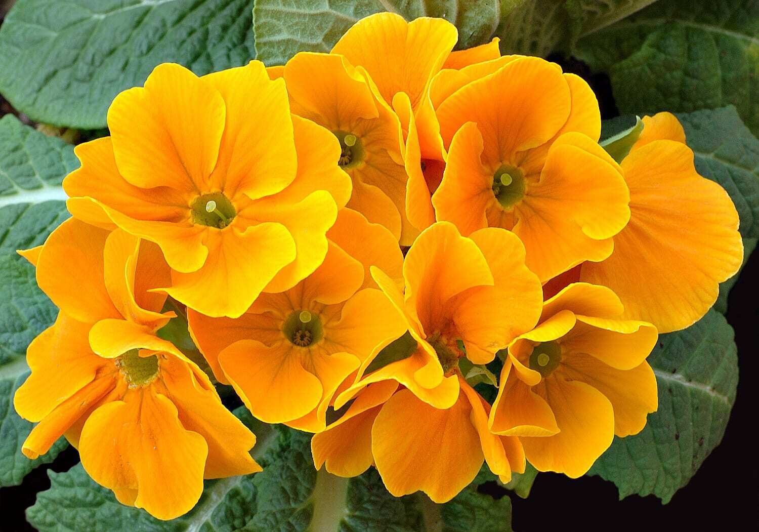 Primulas of the species Primula hortensis at Powell Gardens. (Flatland)