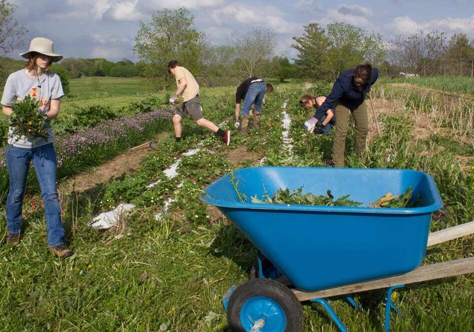 students weeding