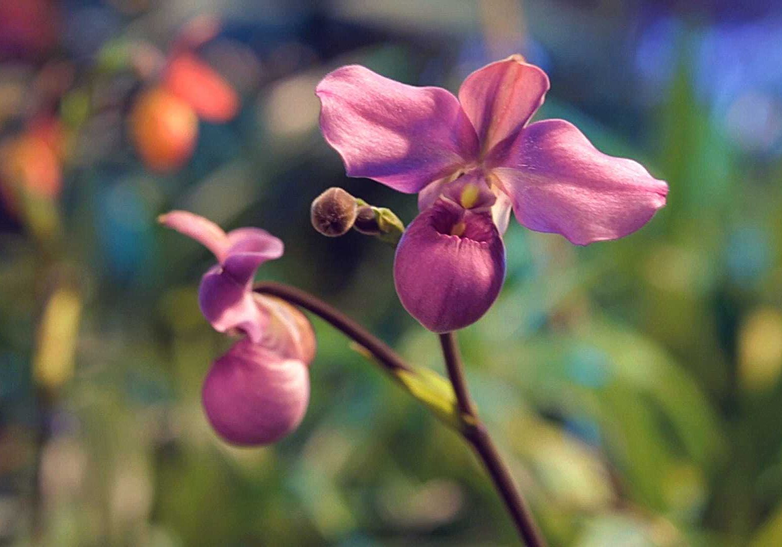A pink orchid in the sunlight.