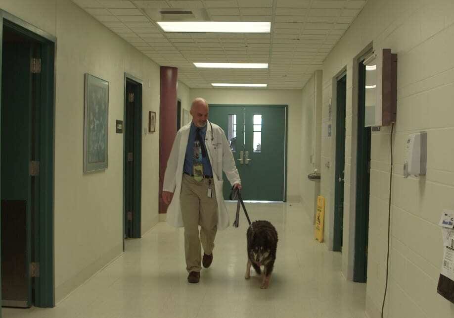 veterinarian and dog