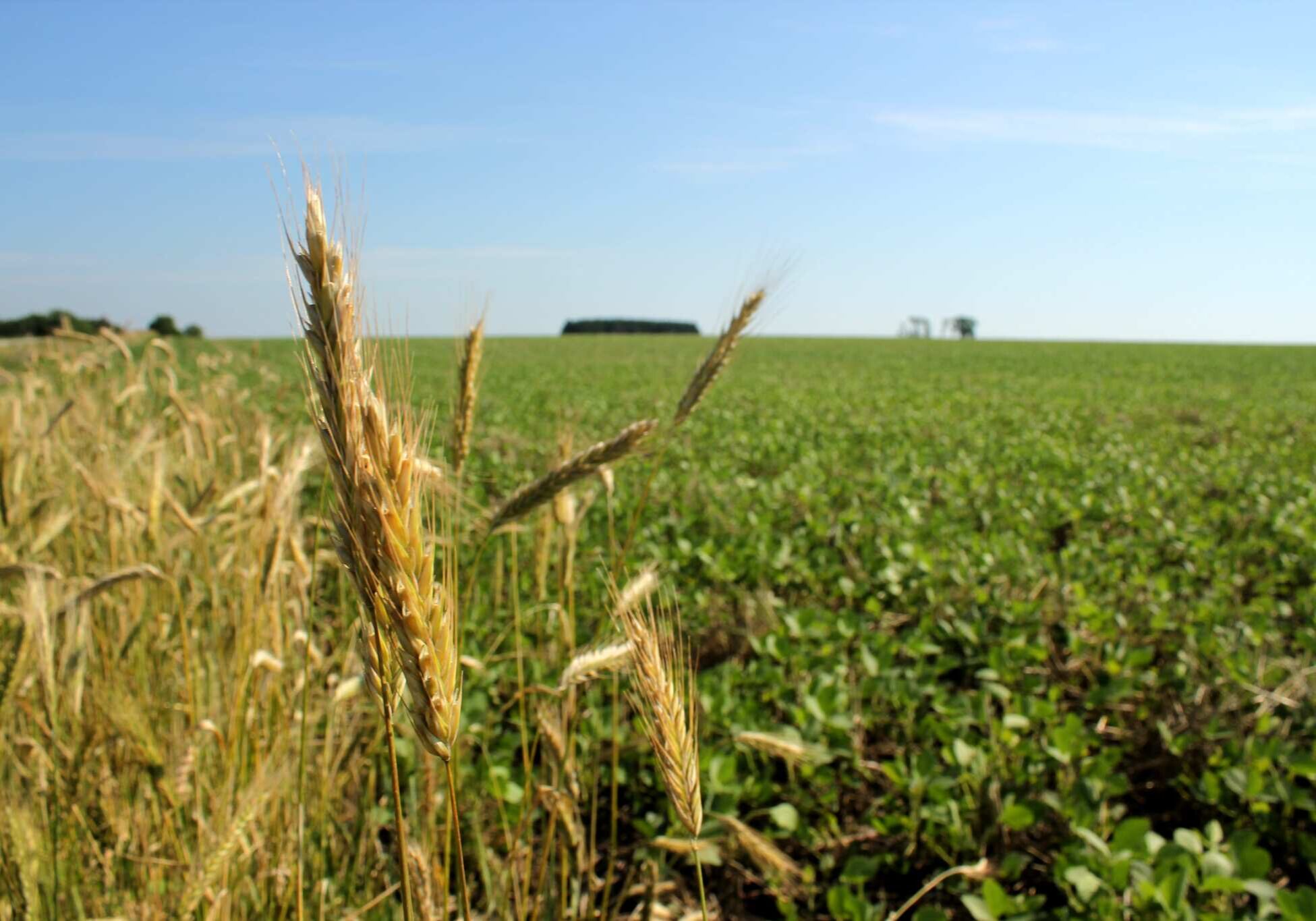 A field.