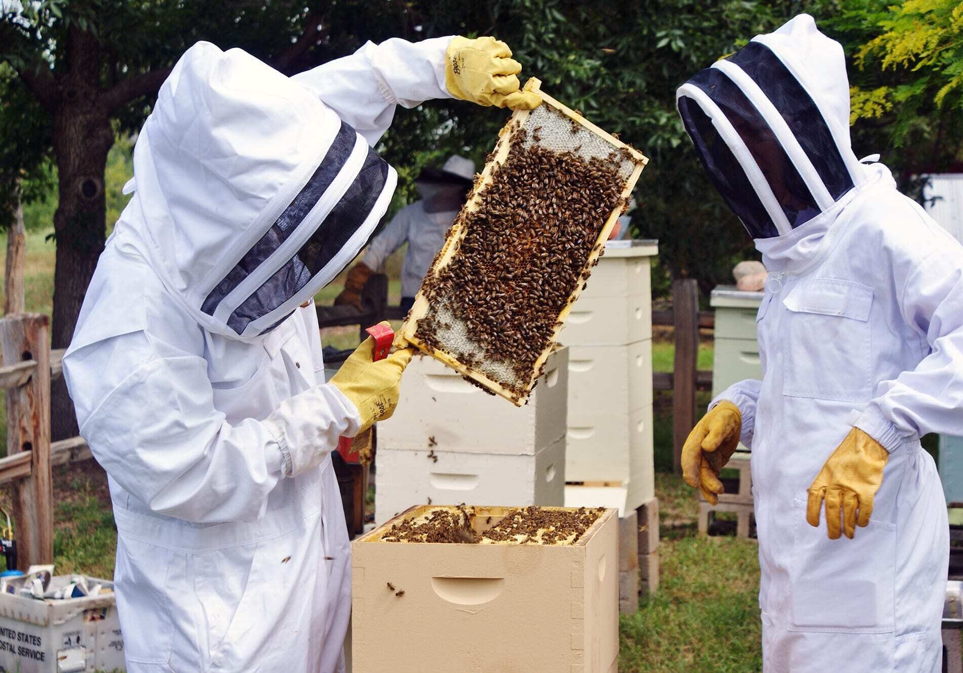 bee keepers