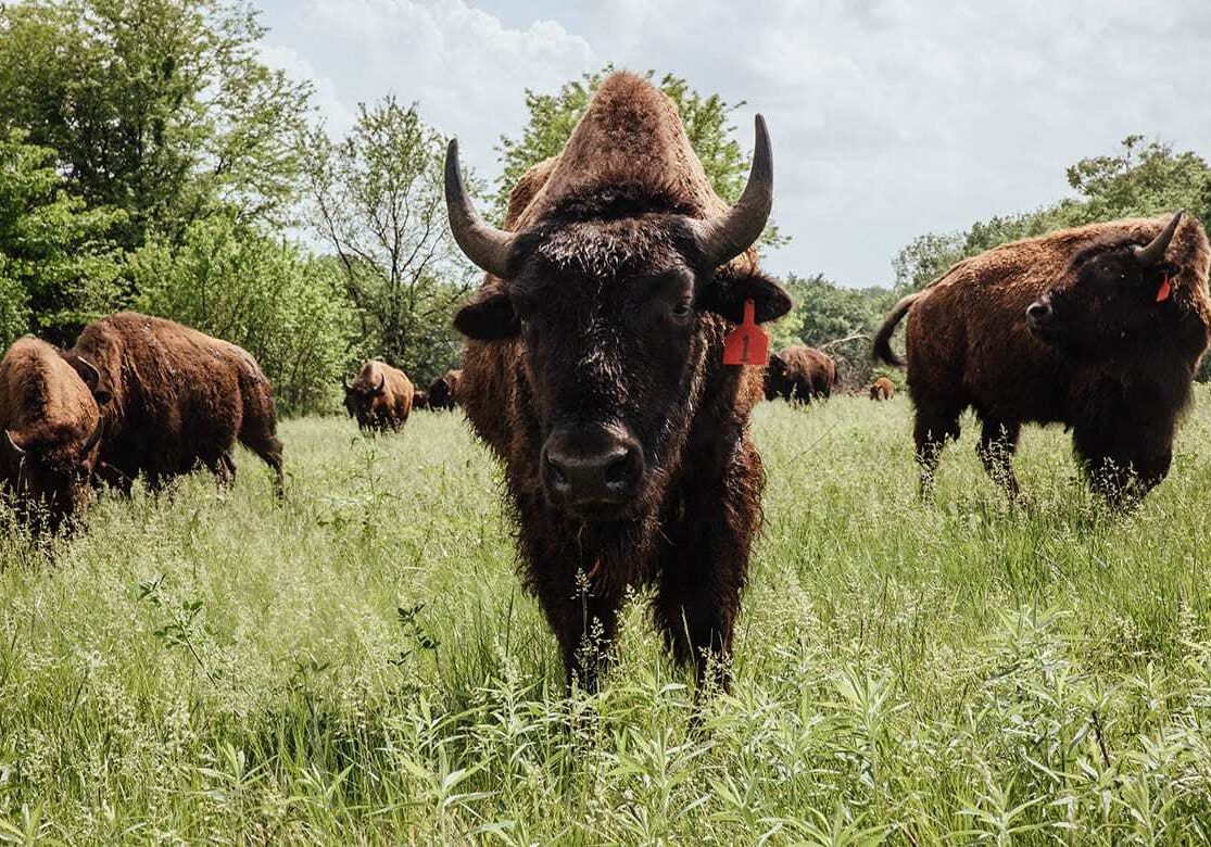 one of the bison