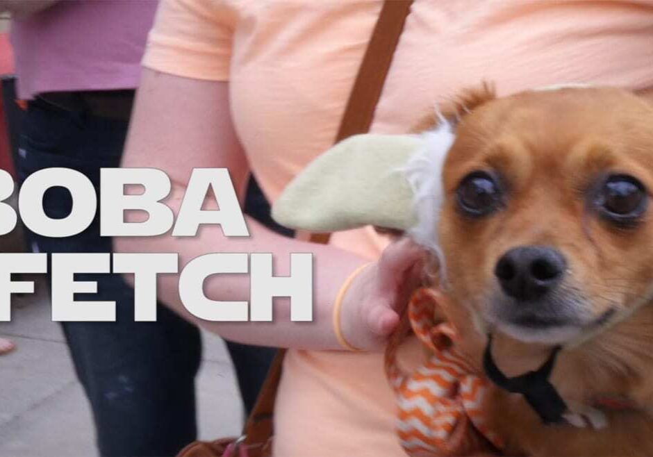 A dog with yoda ears