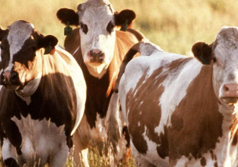 Public domain image of cattle