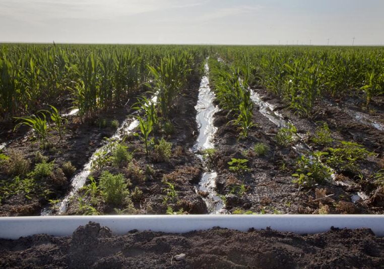 An irrigated field in Kansas. Irrigation accounts for about 85 percent of the state’s water use, according to the Kansas Department of Agriculture’s Division of Water Resources.