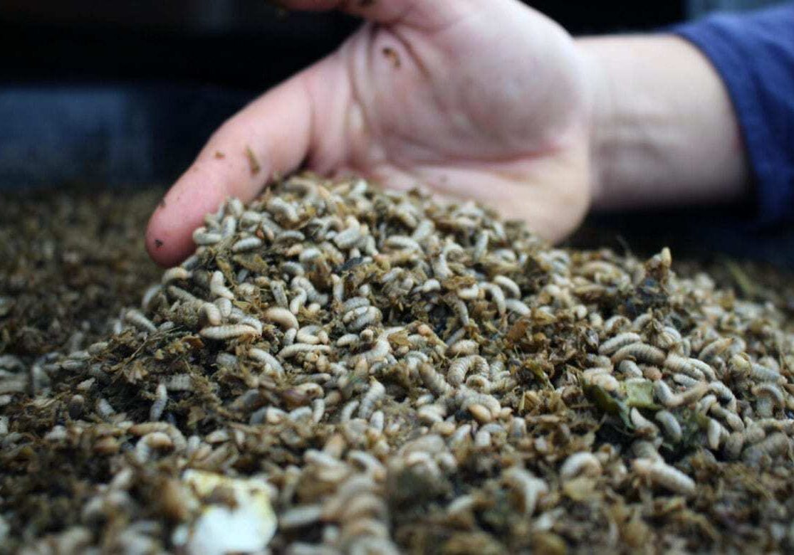 Fly larvae
