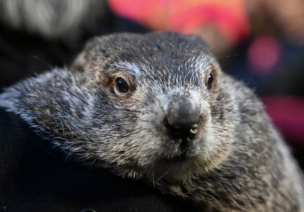 The famed weather predictor Punxsutawney Phil saw his shadow this morning, which means we could see six more weeks of winter, at least according to Groundhog Day lore. This was the fifth time in the last six years that Phil has seen his shadow, according to The Weather Channel, and the 20th time since 2000. Thankfully, in our neck of the woods, temperatures are going make it feel like spring. (Facebook)