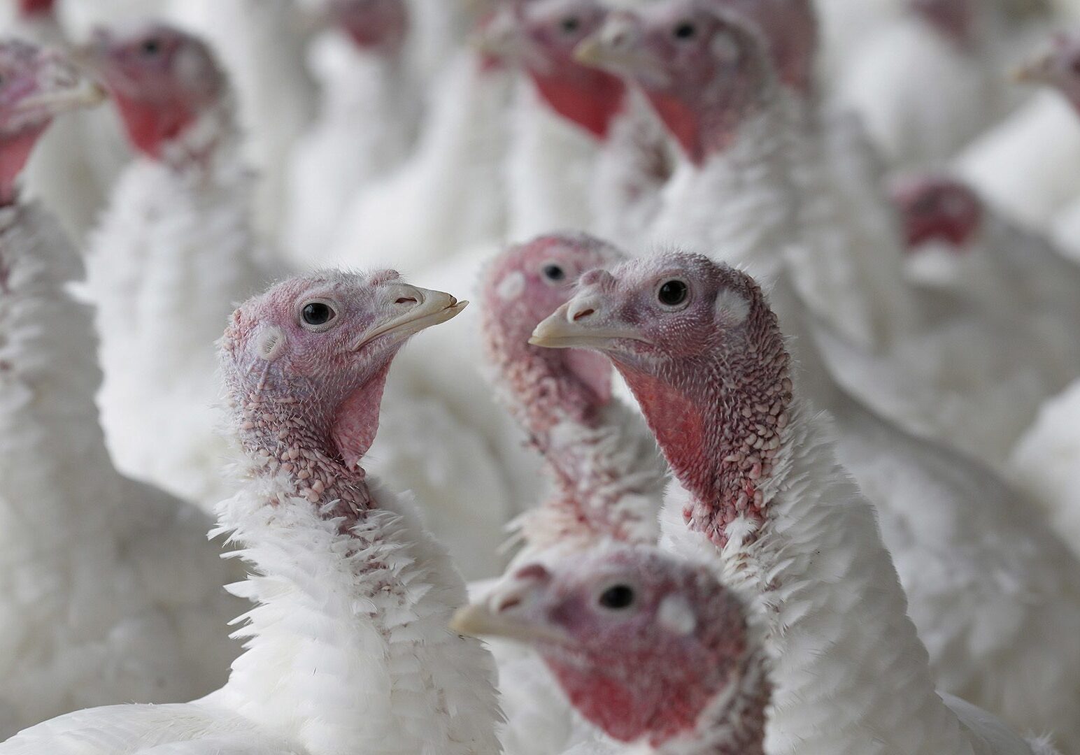 turkeys in a pen