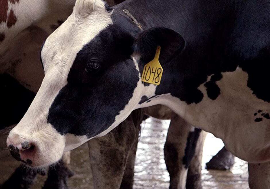 Meet a cow