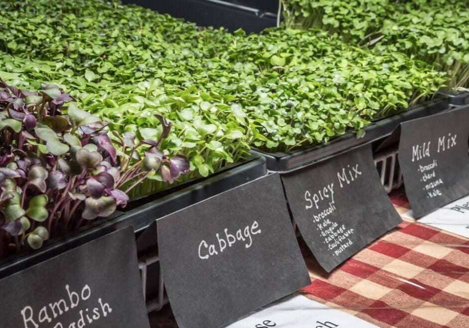 Microgreens