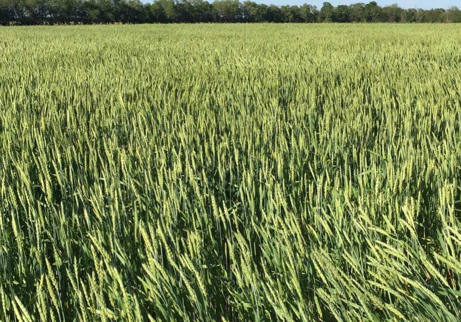 Wheat grown by Great Plains Custom Grain will be used in Cinder Block Brewery’s Weather Witbier.