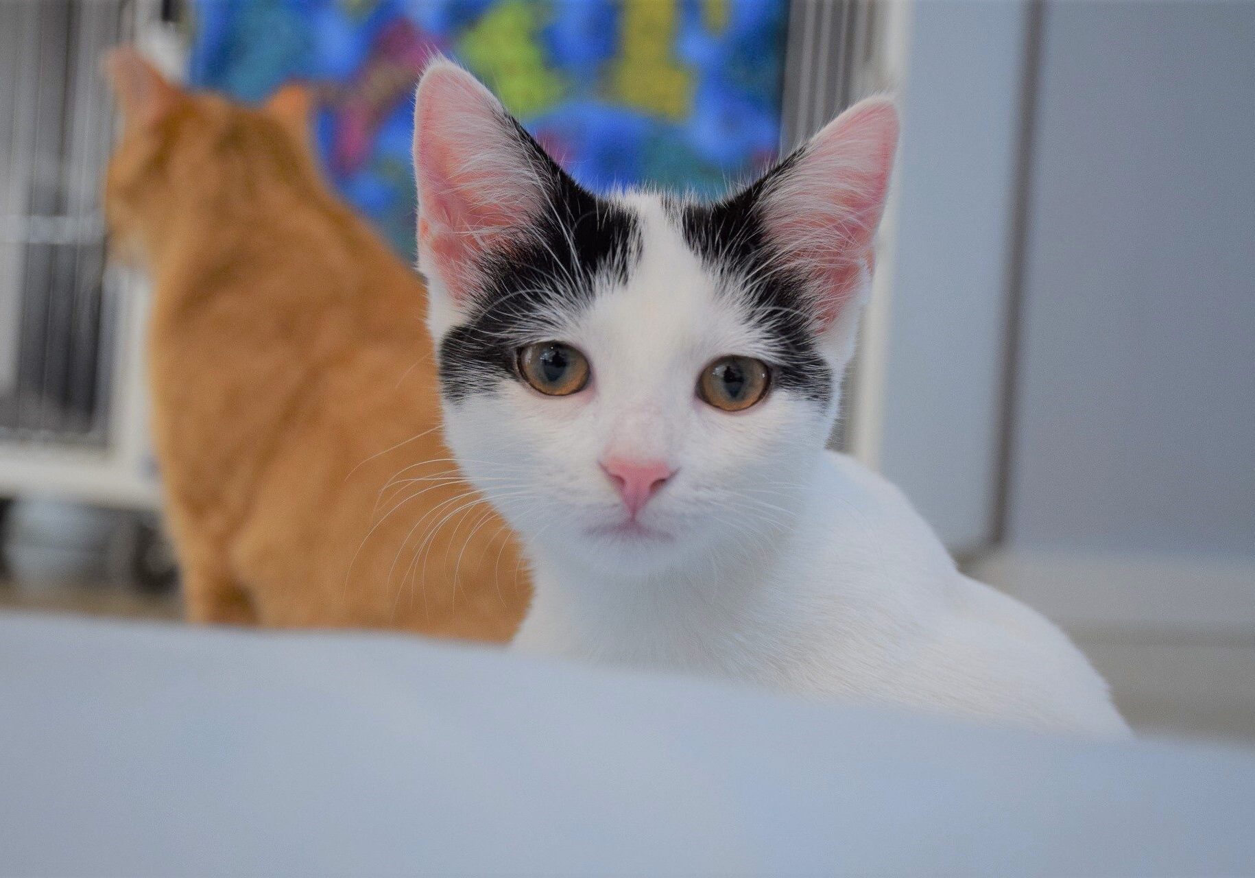 Photo of cat
